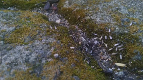 Flying ants out of the nest Stock Footage 276348768
