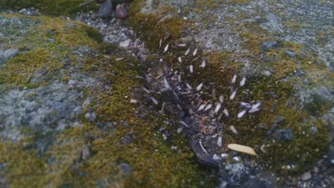 Flying ants out of the nest Stock Footage 276348787