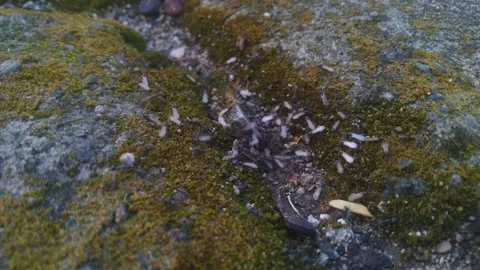 Flying ants out of the nest Stock Footage 276348805