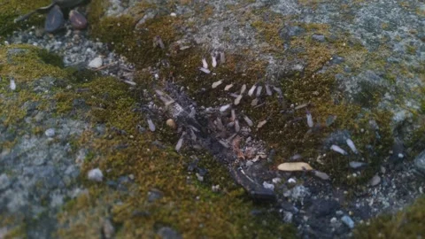 Flying ants out of the nest Stock Footage 276348808
