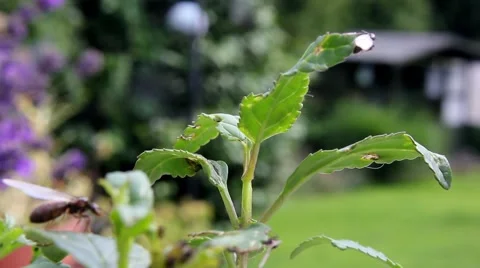 Flying ants on a plant, close up Stock Footage 40456739