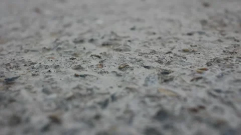 Flying ants before the rain Stock Footage 247470175