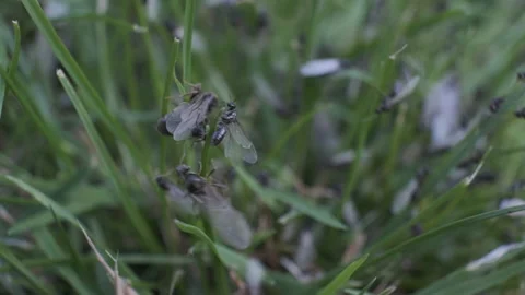 Flying ants swarming Stock-Footage 171799866