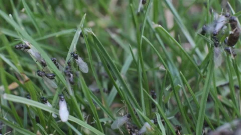 Flying ants swarming Stock Footage 171800593