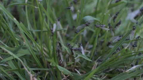 Flying ants swarming Video stock 171802500