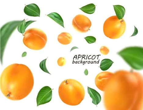 Flying apricot. Realistic 3D Vector apricots background. Stock Illustration