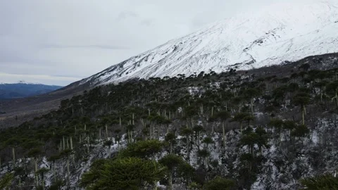 Flying araucaria forests Stock Footage 156302327