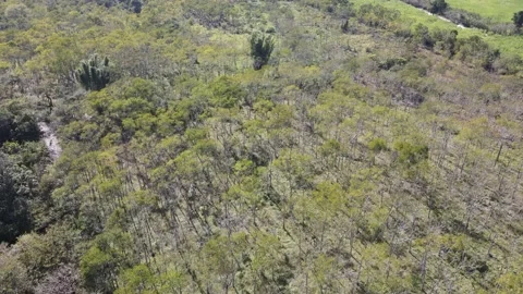 Flying in the area of ​​La Conche Veracruz Mexico, with a 4k Stock Footage 170261817