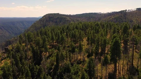 Flying Arizona Pine Forest Stock Footage 117211742