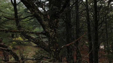 Flying around aged tree trunk in dark forest Vídeo Stock 257815359