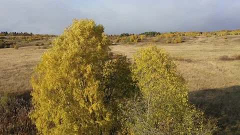 Flying around an autumn tree Vídeos de archivo 126033841
