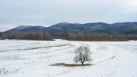 Flying around a beautiful tree standing in a field. Aerial view. Stock Footage 127640613