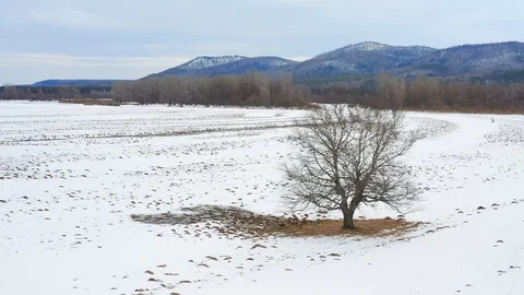 Flying around a beautiful tree standing in a field. Aerial view. Stock Footage 127641857