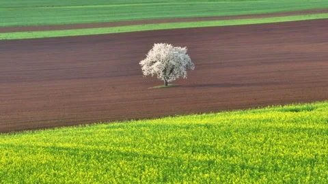 Flying around blooming spring tree on brown soil surrounded by rapeseed fields Stock Footage 275264787