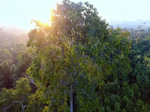 Flying around a Brazil-nut tree in the Amazon rainforest Stock Footage 76974857