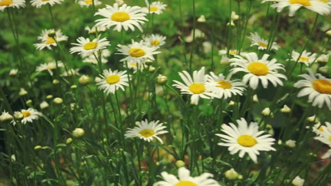 Flying around chamomiles. Slow-motion video Stock Footage 92842556