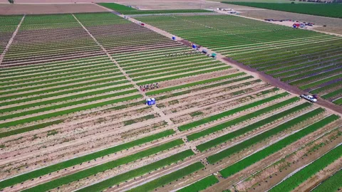 Flying around crops 動画素材 203918918