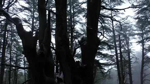 Flying around dark tree trunk in dark mystical forest Vídeo Stock 236321073