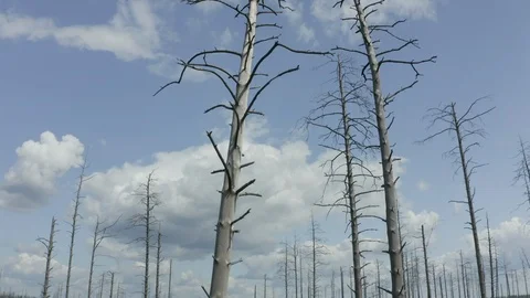 Flying around the dead pine copter with a view of the sky and a flying bird Stock Footage 113516049