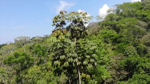 Flying around green tree top among exotic vegetation on sunny day Stock Footage 154349580