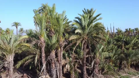 Flying around a group of palm trees Video stock 138234674