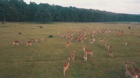 Deer In Flying Stock Video Footage | Royalty Free Deer In Flying Videos ...