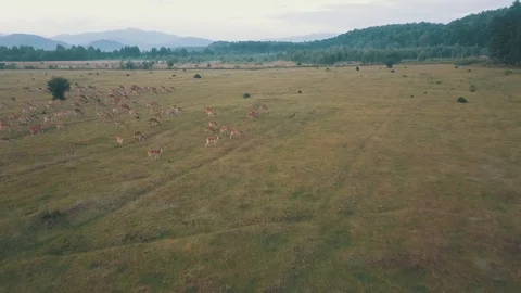 Deer On Flying Stock Video Footage | Royalty Free Deer On Flying Videos ...