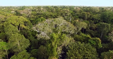 Flying around large tree in the Amazon rainforest Stock Footage 76975048