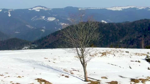 Flying around a lone tree standing in the mountains Video stock 153978142