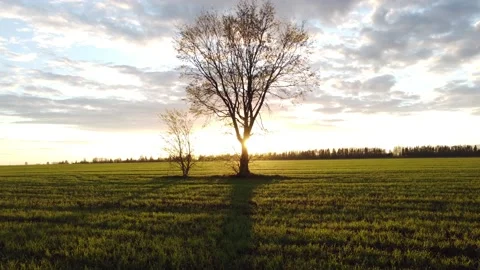 Flying around a lonely tree on a drone at sunset Stock Footage 201340329