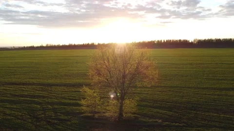 Flying around a lonely tree on a drone at sunset Stock Footage 201365617