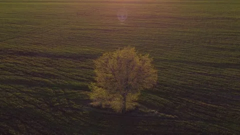 Flying around a lonely tree on a drone at sunset Stock Footage 201366408