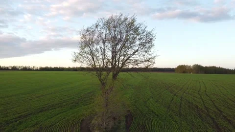 Flying around a lonely tree on a quadcopter Stock Footage 201359825