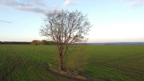 Flying around a lonely tree on a quadcopter Stock Footage 201364574