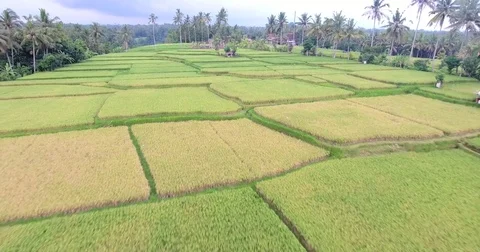 Flying around rice fields around the town of Ubud, Bali Video stock 73115235