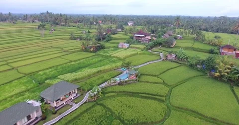 Flying around rice fields around the town of Ubud, Bali Stock Footage 73117200