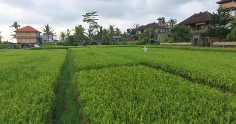 Flying around rice fields around the town of Ubud, Bali. Stock Footage 73117475