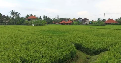 Flying around rice fields around the town of Ubud, Bali. Stock Footage 73117581