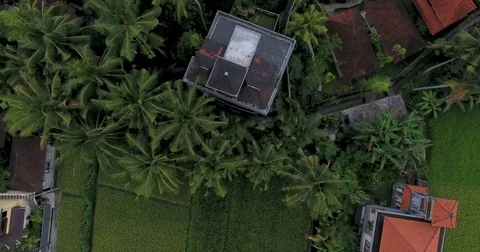 Flying around rice fields around the town of Ubud, Bali Stock Footage 73117762