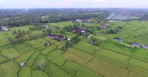 Flying around rice fields around the town of Ubud, Bali Stock Footage 73117884