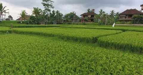 Flying around rice fields around the town of Ubud, Bali Stock Footage 73118002
