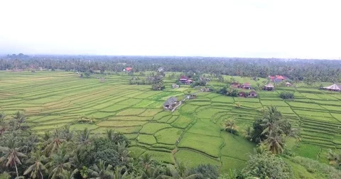 Flying around rice fields around the town of Ubud, Bali Video stock 73118067