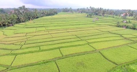 Flying around rice fields around the town of Ubud, Bali Stock Footage 73118087