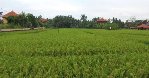 Flying around rice fields around the town of Ubud, Bali Stock Footage 73118092