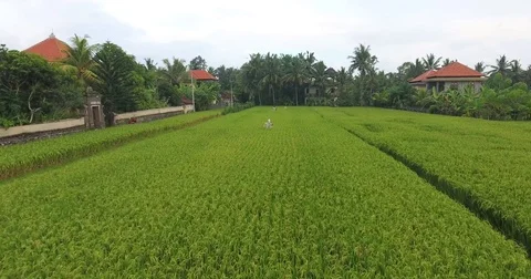 Flying around rice fields around the town of Ubud, Bali Stock Footage 73118111