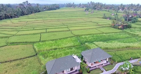 Flying around rice fields around the town of Ubud, Bali Stock Footage 73119217