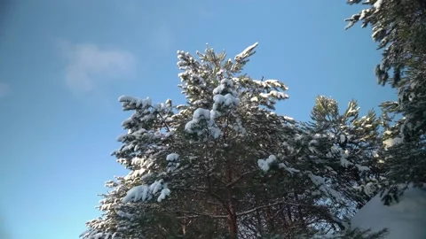Flying around snowy pine tree with a blue sky Video stock 231558973