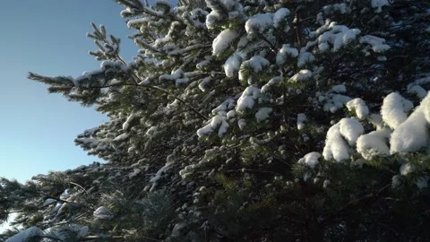 Flying around snowy tree in winter Video stock 231559081