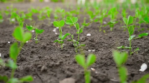 Flying around the sprout chamber of young green peas in a garden bed. Close-up Stock Footage 196178908