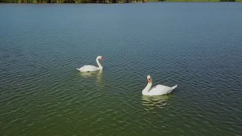 Flying around the swans Stock Footage 246723385